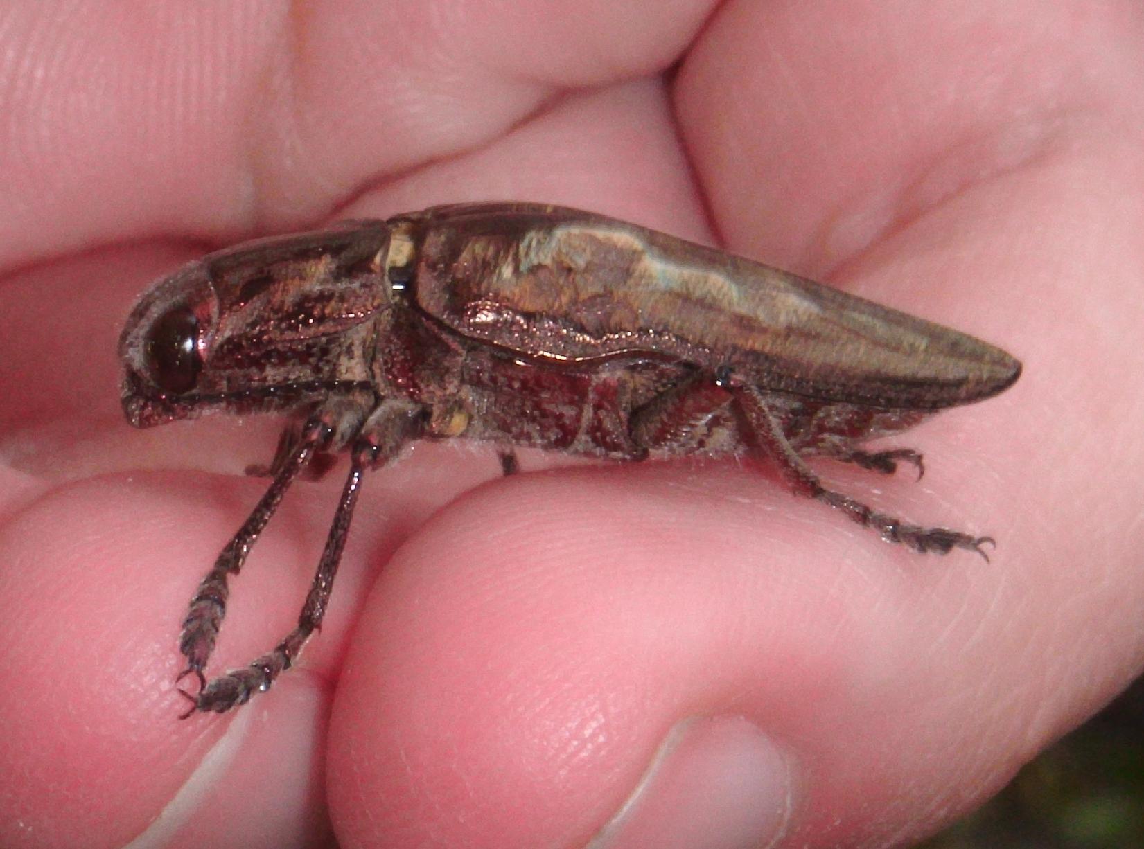 Buprestide: Calcophora massiliensis